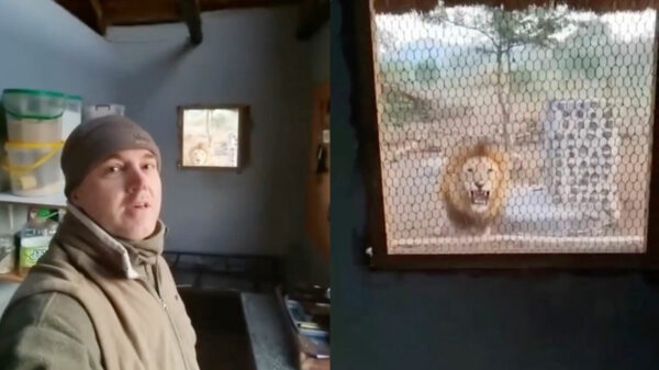 Deze leeuwenverzorger kan voorlopig beter ff binnen blijven