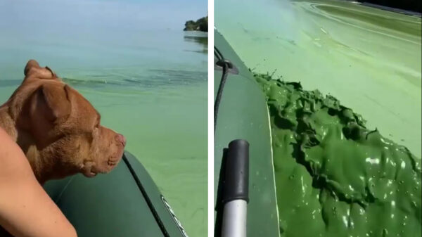 Bizar: Dnjepr-rivier in Oekraïne ziet eruit alsof er een Hulk in gesmolten is