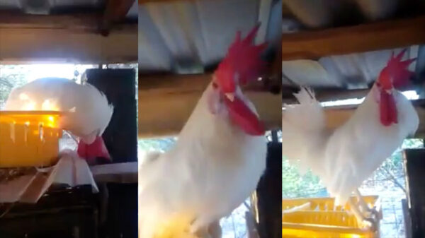 Eindelijk wraak genomen op die @#%^ haan van de buurman