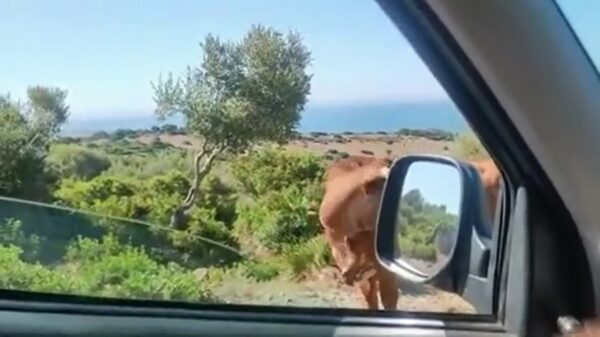 Pardon mevrouw, weet u misschien de weg naar Bolognia?