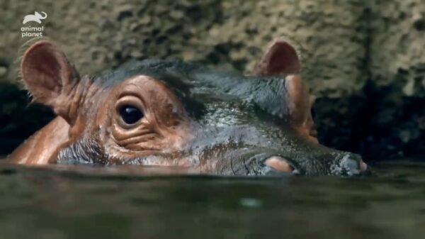 Hoe schiet een nijlpaard als een torpedo door het water terwijl hij niet kan zwemmen?