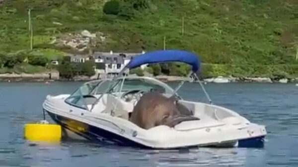 Booteigenaar krijgt te maken met onverwachte indringer