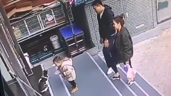 Echte Retriever haalt lastpak voor de zoveelste keer van de veranda