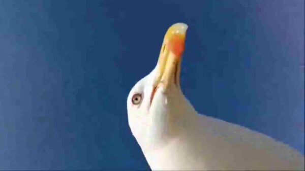 Al eens een zeemeeuw een camera zien jatten?
