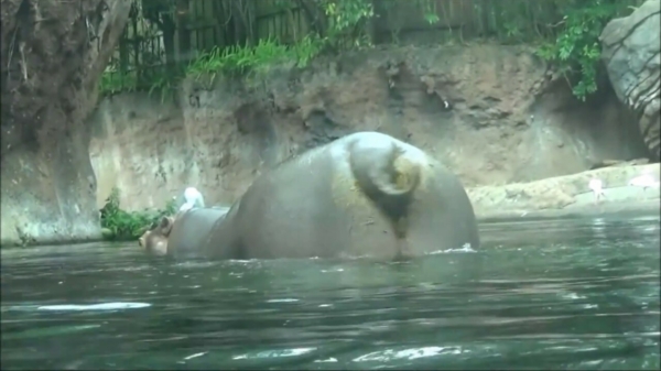 Nijlpaard doet een kleine shoutout naar alle bezoekers