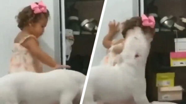 Omgekeerde wereld: pitbull aangevallen door agressief kind