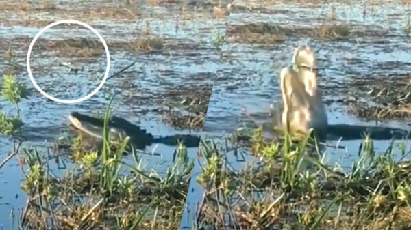 Beste idee van de dag: een krokodil van dichtbij filmen met een drone