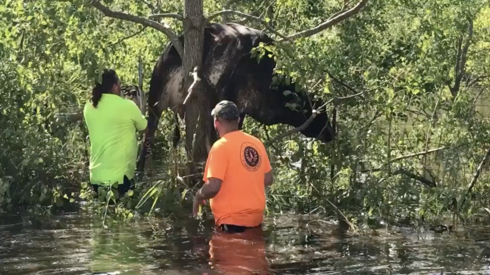 Koe in Louisiana uit boom gered die daar door orkaan Ida was geparkeerd