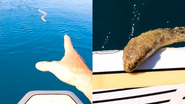 Giftige zeeslang komt even gezellig buurten bij een aantal Australiërs