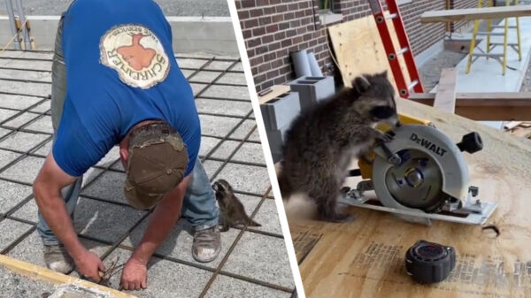 Bouwvakker heeft een nieuwe BFF die niet van zijn zijde wijkt