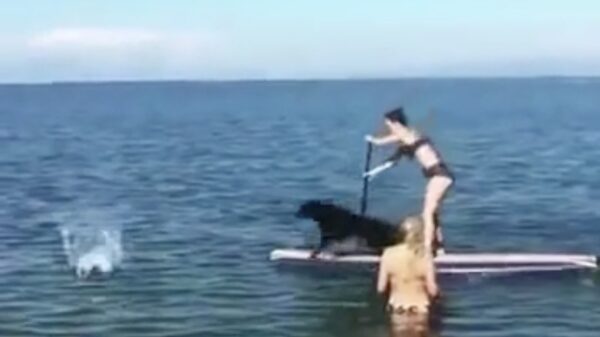 Het grote nadeel van je hond meenemen tijdens het suppen