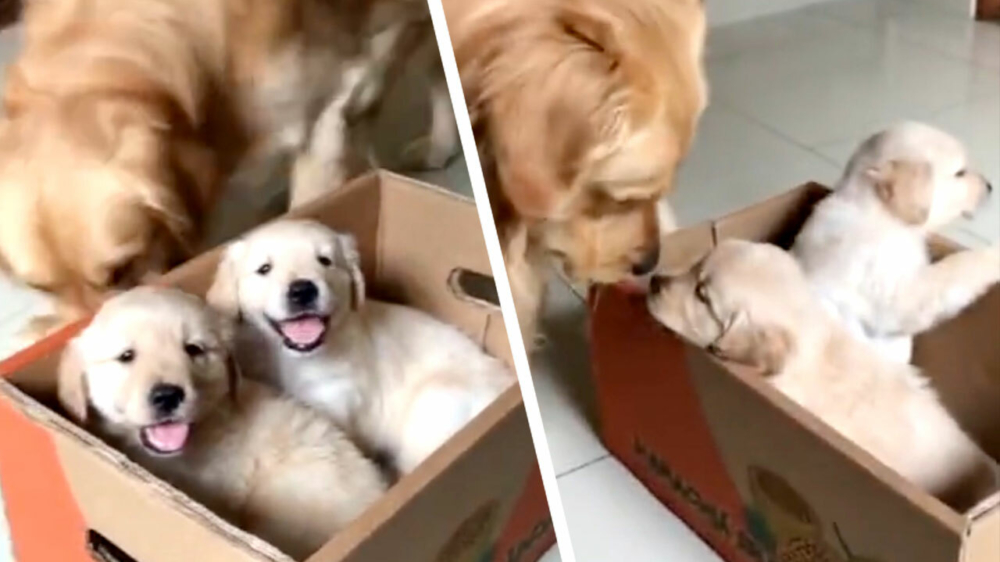 Awwww, echte 'good boy' ontmoet zijn nieuwe familieleden