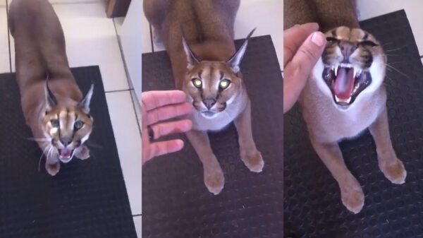 Gast met ballen van staal heeft een ‘schattige’ woestijnlynx als huisdier