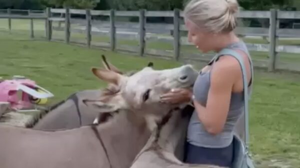 Ezel geniet met volle teugen van een beetje TLC