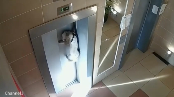 Vrouw stapt keurig de lift in maar vergeet even haar hond mee te nemen