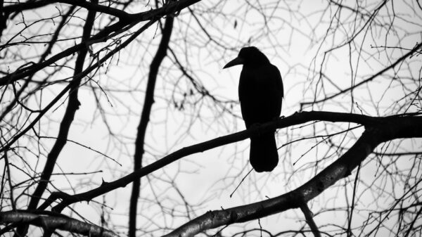 Iemand enig idee hoe je een vogel kan trainen om geld te jatten?