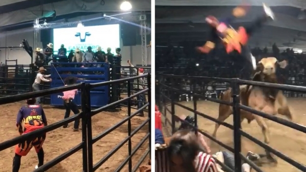 Stier slingert pechvogel tijdens rodeo het publiek in