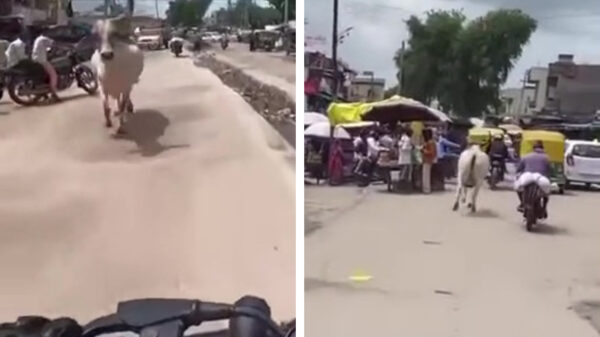 Koe heeft in India een teringhekel aan één specifieke motorrijder