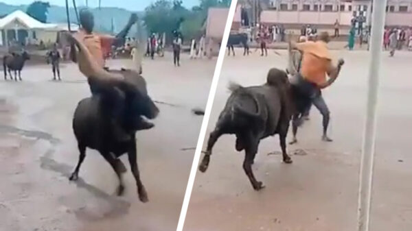 Ook op de rug van een stier geldt: Hold On for Dear Life!