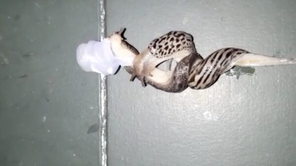 Zeg, heb je wel eens twee slakken zien figuurzagen?