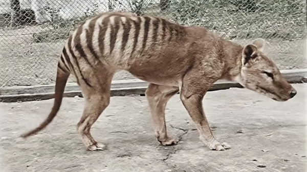 Zwartwit-beelden van laatst levende Tasmaanse tijger ingekleurd