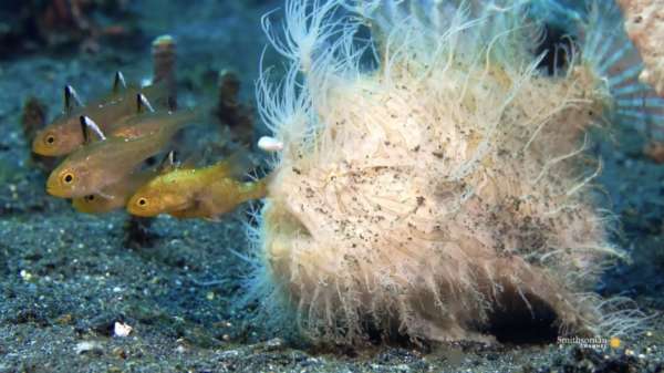 De harige kikkervis bijt sneller dan slowmotion-camera's vast kunnen leggen
