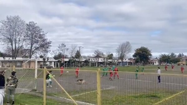 Hond krijgt een heerlijke steekpass en legt 'm keurig achter de keeper