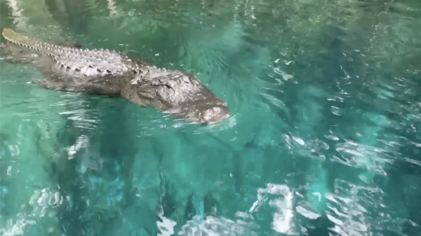 Hongerige alligator komt ff eten schooien bij vrouw op surfplank