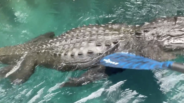 Hongerige alligator komt ff eten schooien bij vrouw op surfplank