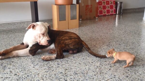 Klein handtashondje zoekt heibel met levensgevaarlijke bulldog