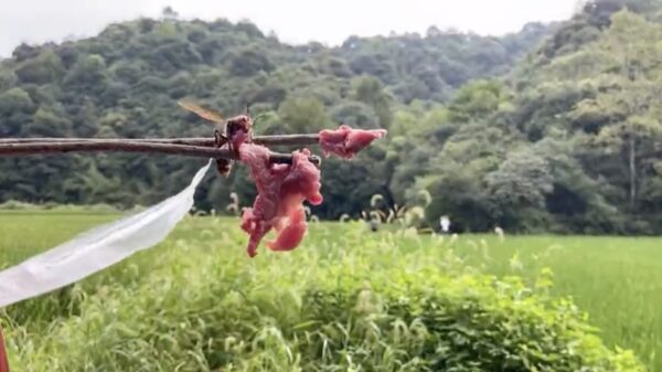 Zo verwijder je een nest met een lading gigantische Aziatische hoornaars