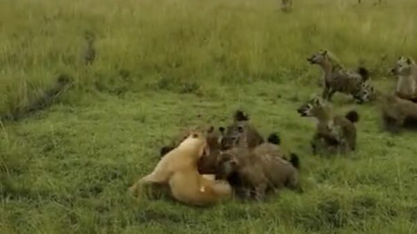 Groepje hyjena's kiezen duidelijke de verkeerde dag om deze leeuw te fokken