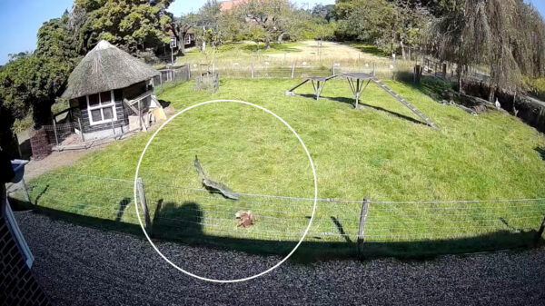 Heldhaftige geit redt nietsvermoedende kip van een hongerige havik