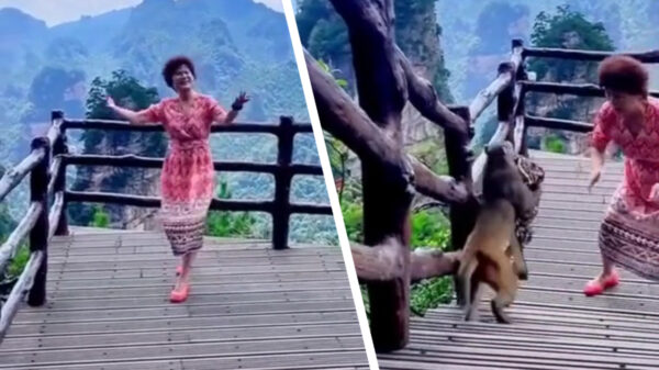 Aap grijpt zijn kans en jat de handtas van dansende dame