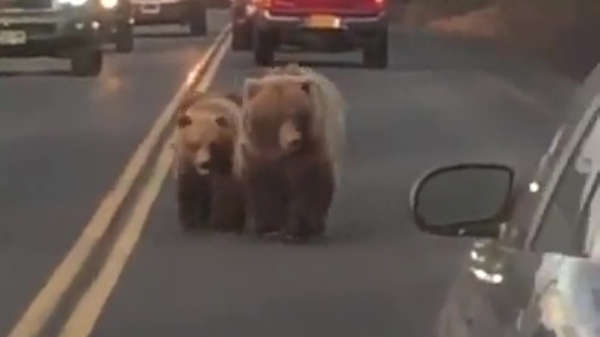 Sommige mensen zien overal beren op de weg
