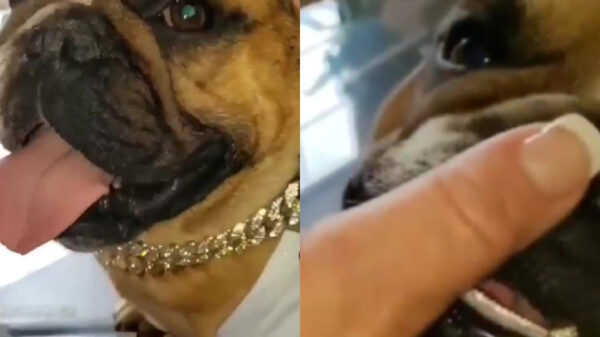 Een echte gangsta voorziet zijn hond ook van gouden grillz