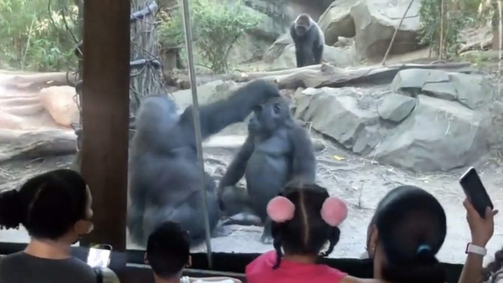 Dagje dierentuin met de klas veranderde in een spontane biologieles
