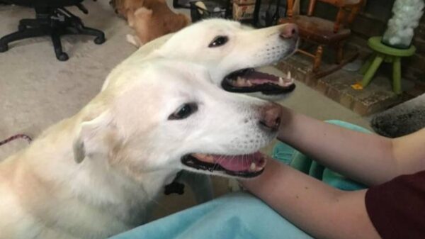 Een bende pics waar je minstens twee keer naar moet kijken