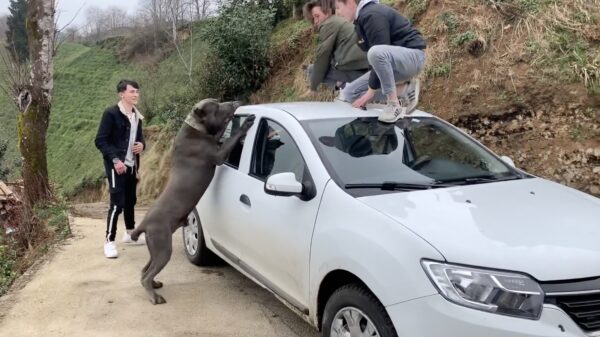 Wat doe je nou raar, dit superschattige hondje wil alleen maar met je spelen!