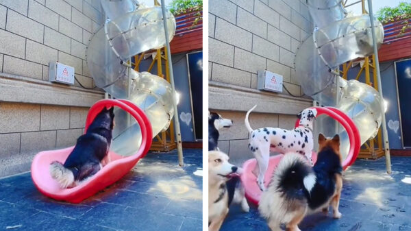 Who let the dogs out: honden hebben hun eigen glijbaan