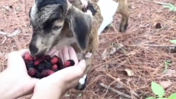 Note to self: vaker het bos ingaan als je net paddo's hebt gegeten