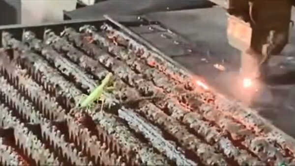 Bidsprinkhaan heeft dikke beef met een lasersnijder