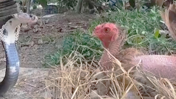 Dappere kip neemt het op tegen cobra: place your bets