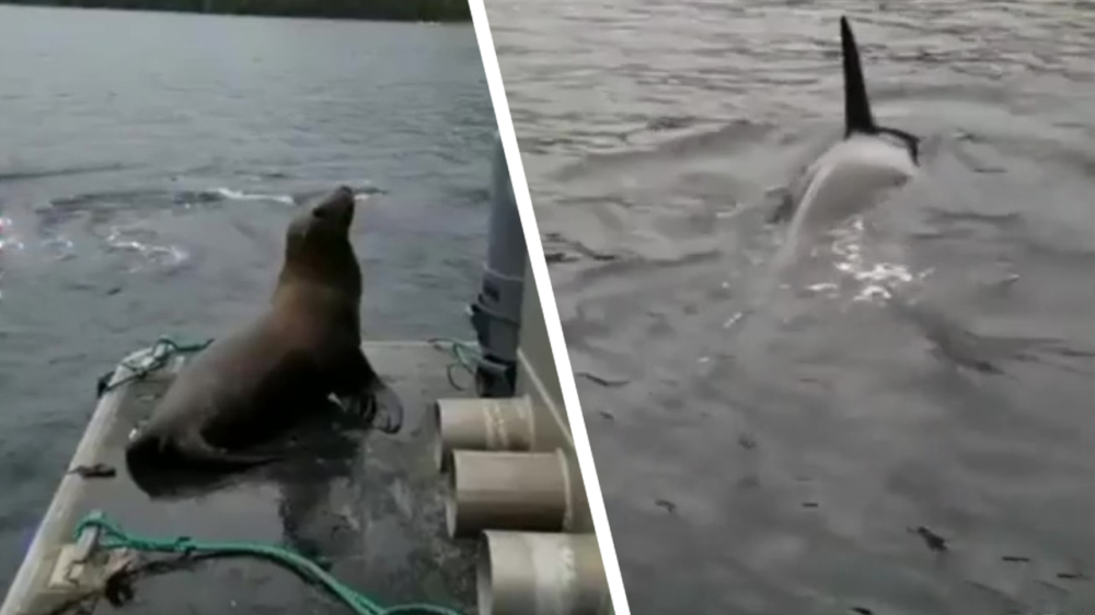 Zeeleeuw weigert om orka-voer te worden en springt op boot
