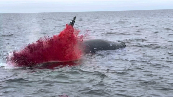 Damn nature: dode walvis explodeert aan de kust van Californië