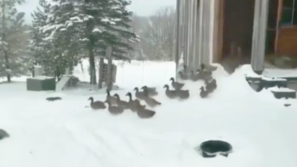 Nope, verrek maar, dit wordt 'm niet