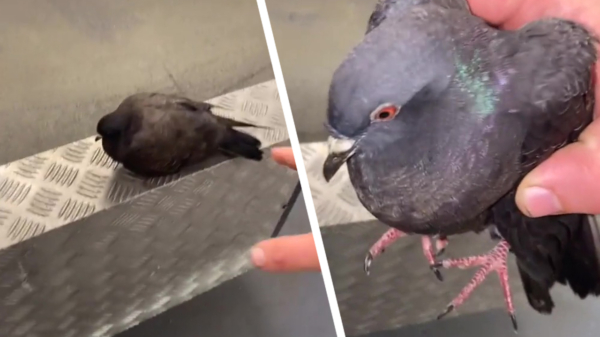Het redden van deze duif kende een nogal onverwacht einde