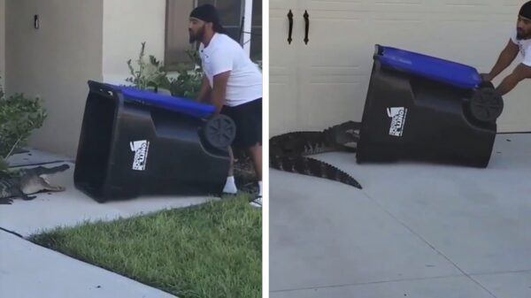 Handige Harrie weet een alligator met een kliko te vangen