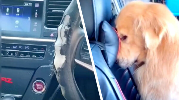 Hoe kun je nou boos worden op deze good boy?