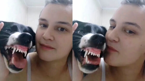 Het bewijs dat blaffende honden niet bijten! Toch?